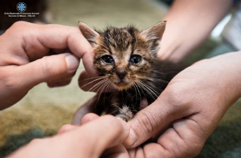 Arriva il food raising per gli animali in cerca di famiglia