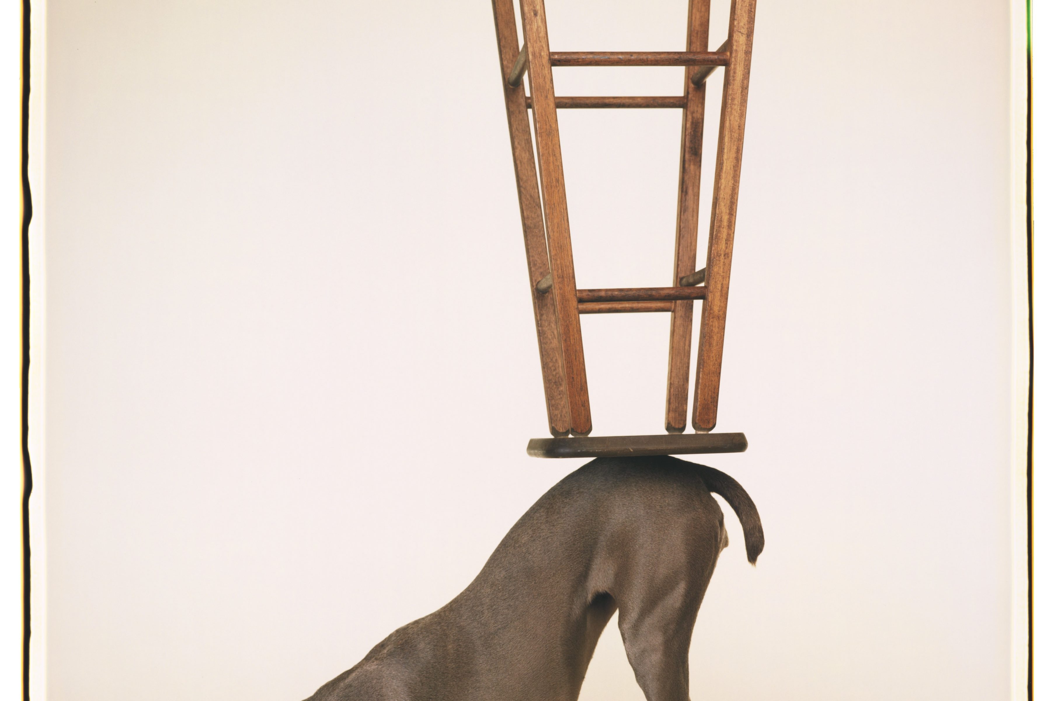 William Wegman. Being Human: a Lugano la mostra sui Weimaraner