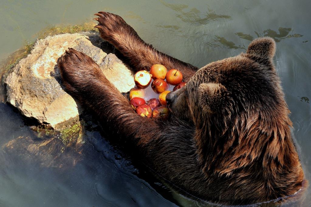 Bioparco di Roma: ghiaccioli e piscina sono i rimedi contro il caldo